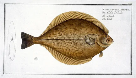 Scholle (Pleuronectes Limanda) Tafel XLVI aus 